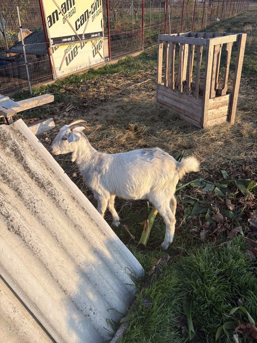 Iade de vanzare 400 bucata primu venit primu servit