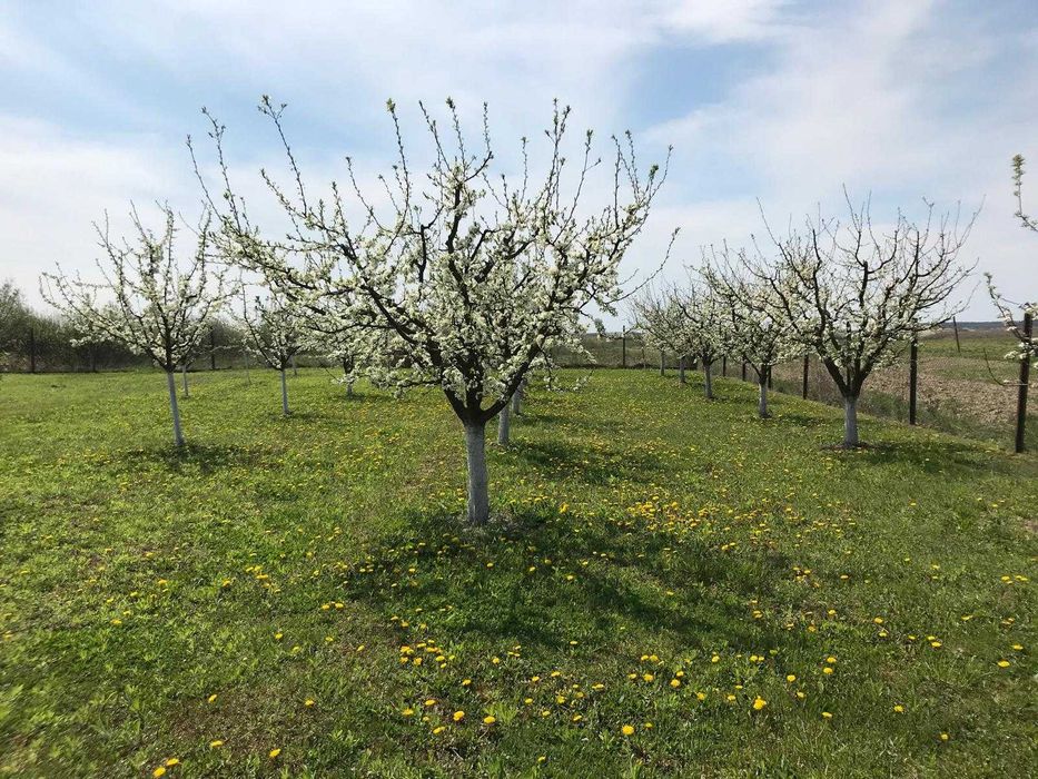 Teren 3000 mp cu pomi fructiferi