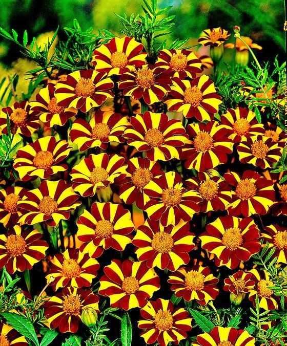 Craite Tagetes Erecta, mix multicolor seminte