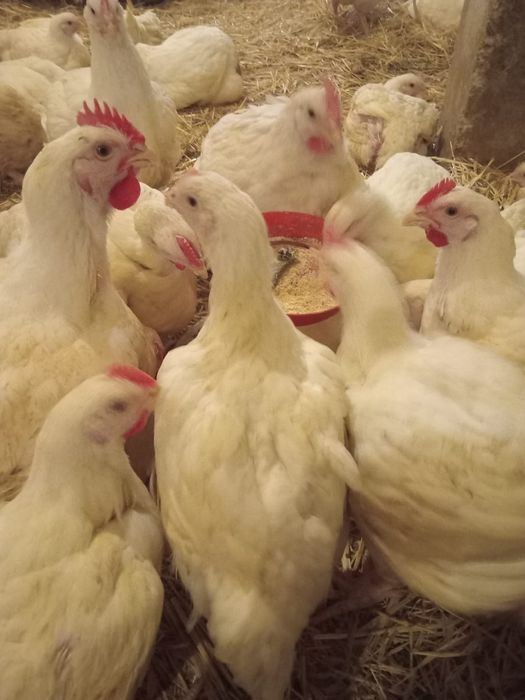 Pui carne  17 lei buc