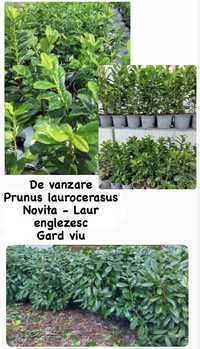 Prunus laurocerasus-Laur englezesc Genolia,Novita,Greentorch columnar