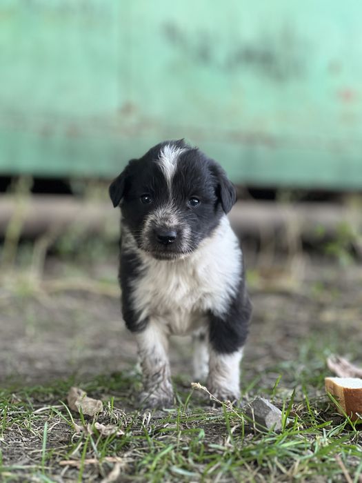 Отдам щенят в хорошие руки