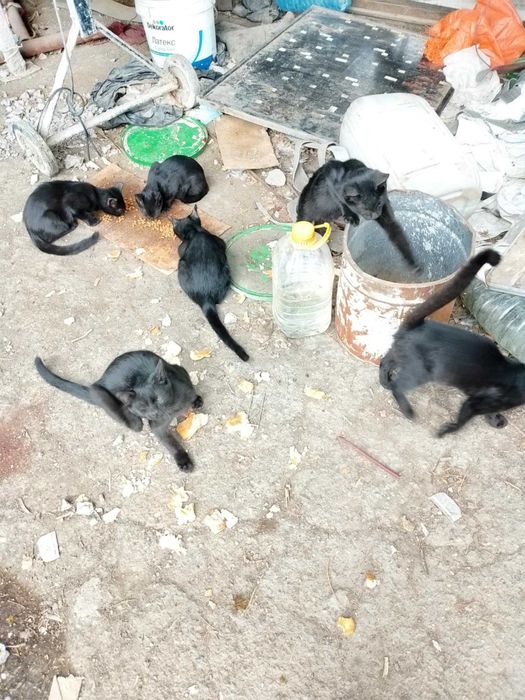 Котенца за осиновяване