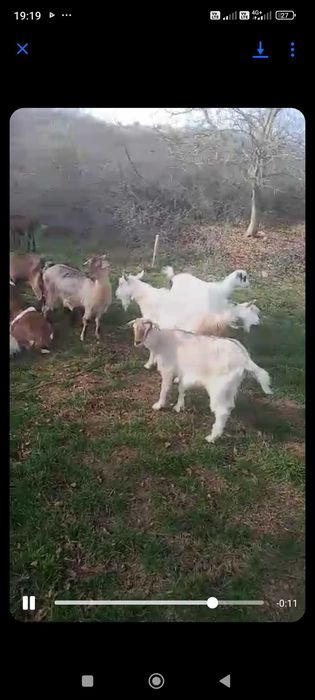 Capre tinere majoritatea la prima și a doua fatare.