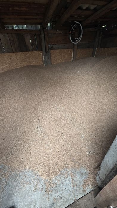 Grâu de vânzare 2025