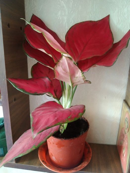 Диффенбахия с красными листьями