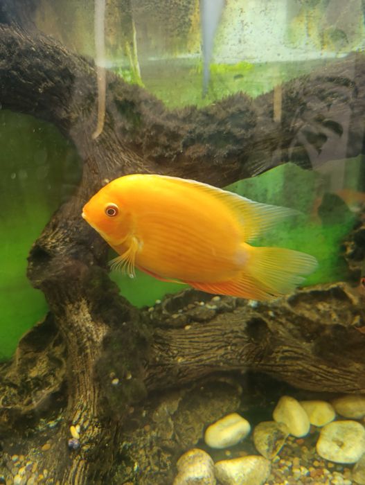 Ложный дискус 2 штуки