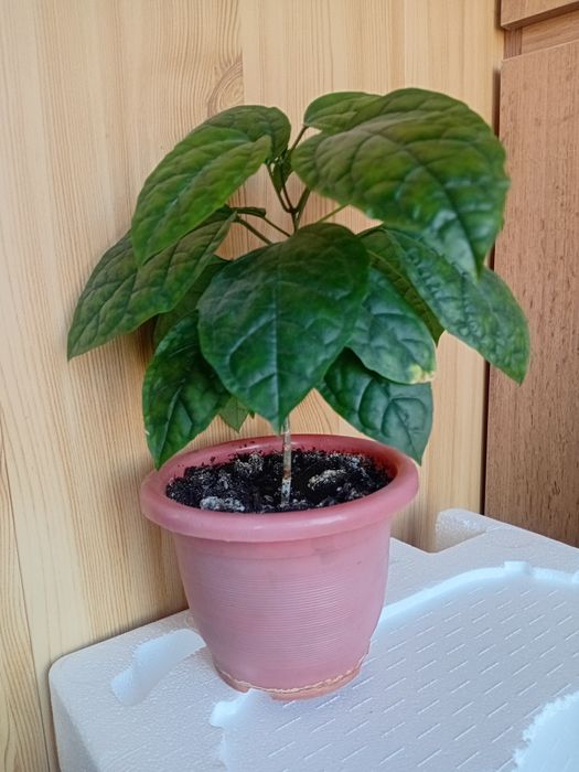 Продам цветок Клеродендрум Томпсона