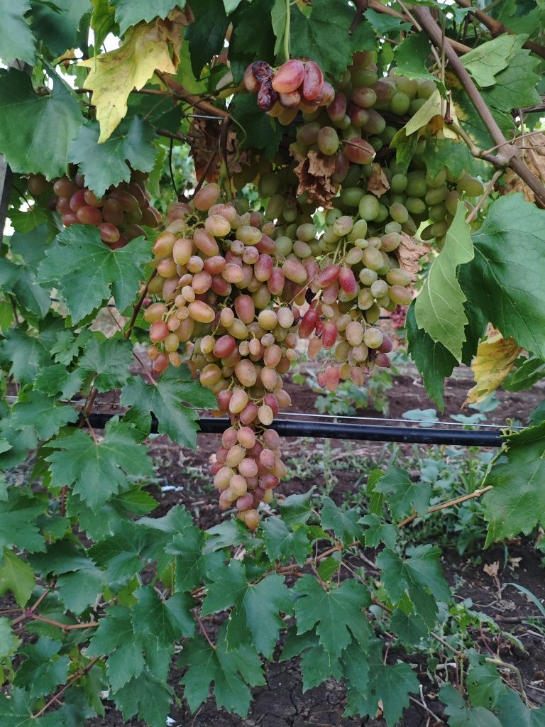 Грозде за ракия село Брестовица