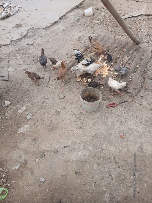 Сотилади индуклар