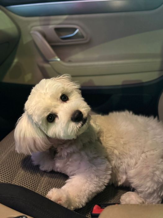 Bichon Maltez - femela