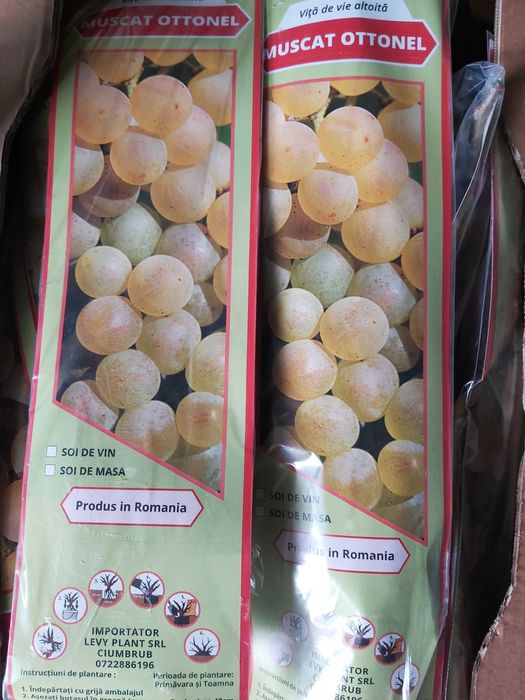 butasi vita de vie cu radacina impachetata