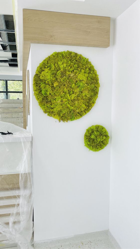 Set 2 cercuri cu licheni decorativi | Tablou rotund natural