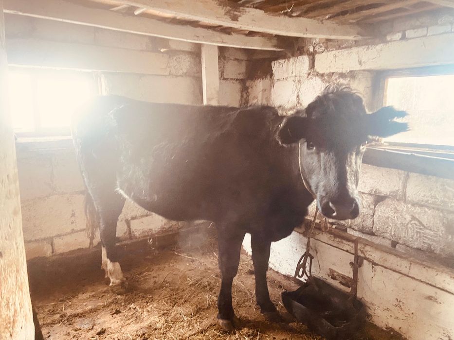 3жасар кашар бар