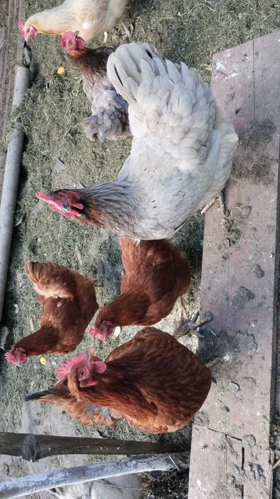 Vand găini de casă  crescute ci porumb .