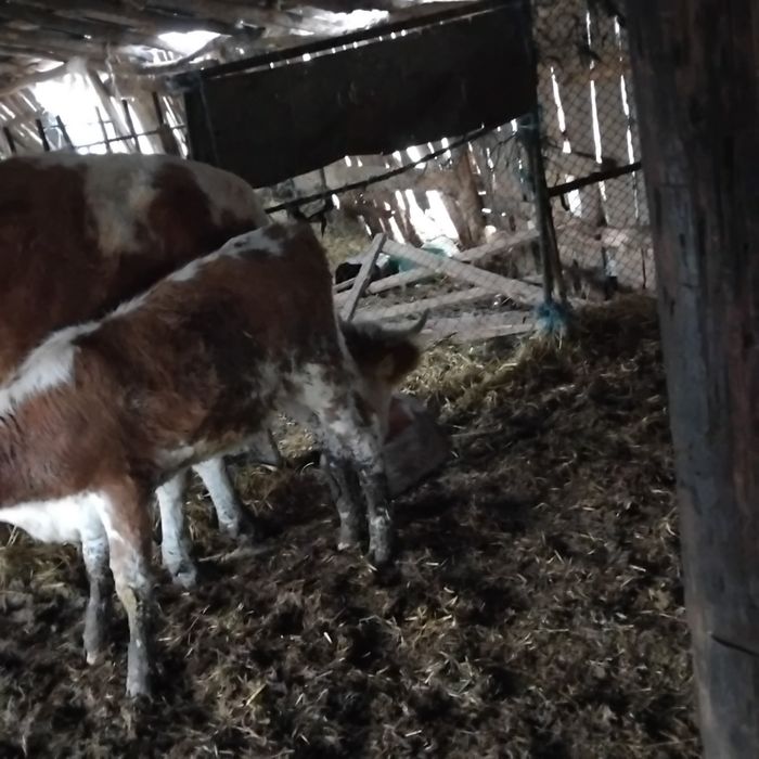 Vand vaca cu vitel