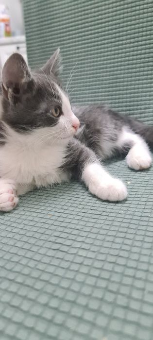 Котята бесплатно
