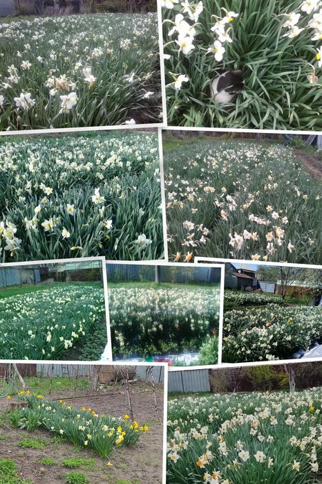 Продаются луковицы нарциссов. Сортоосмесь голландских сортов(5 сортов)