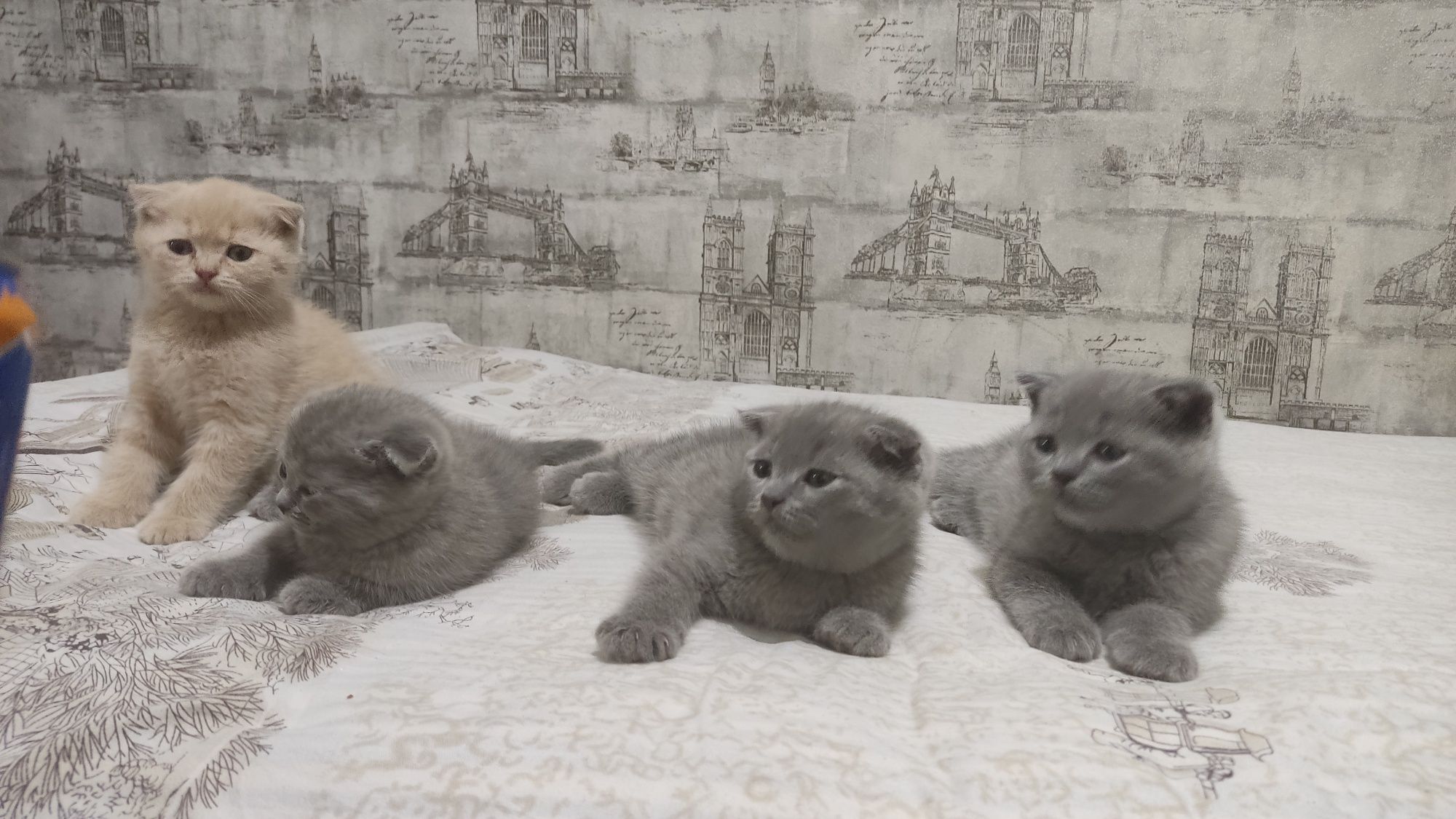 Шотландские вислоухие