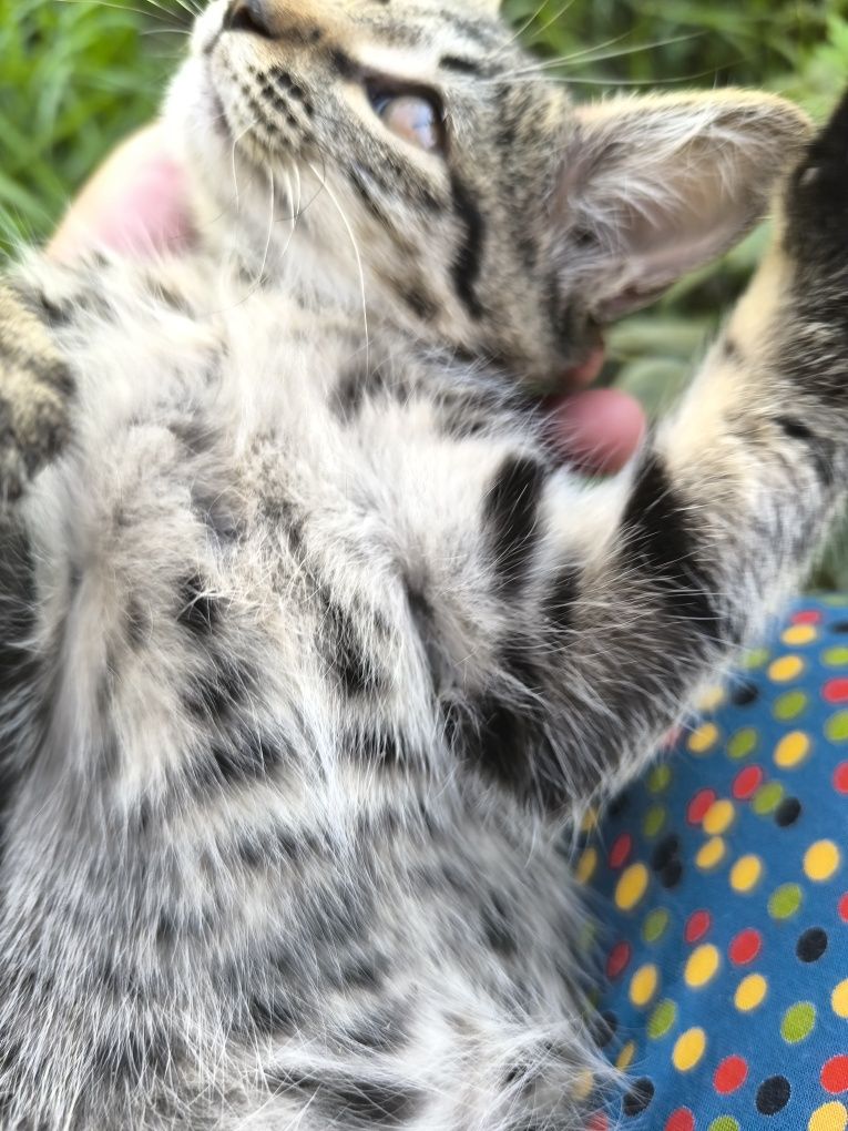 Котята мушукчалар бепул