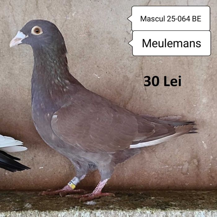 Porumbei Meulemans