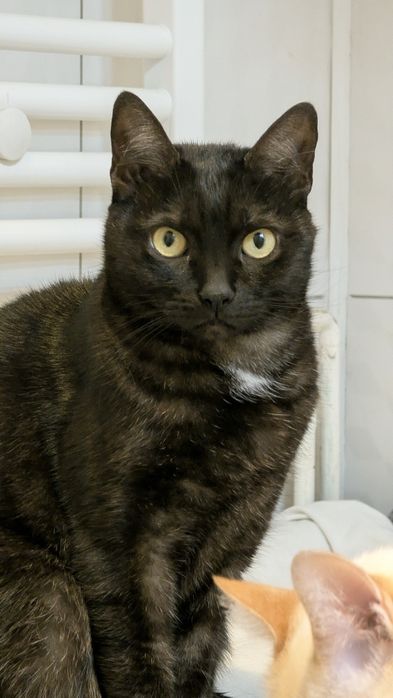 Pisici pentru adopție