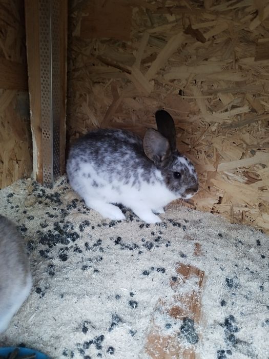 Iepuri de agrement. Prietenul  ideal pentru cei mici