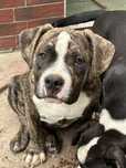 American Bully Stadard