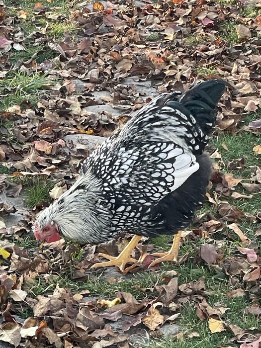 Cocos wyandotte superb