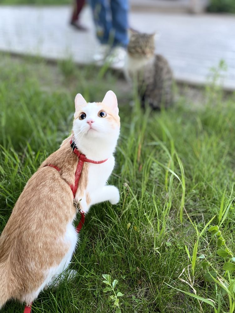 Отдам в очень добрые руки двухлетнюю девочку Кошечку