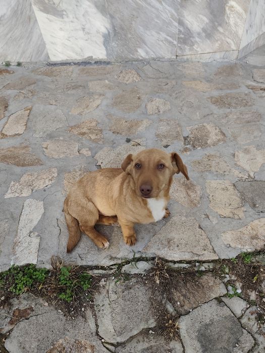 Подарявам кученце