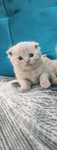 Scottish fold cafeniu