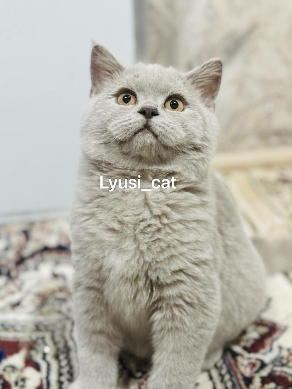 Qiz mushuk sotiladi toza qon