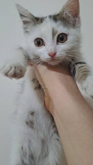 Котёнок меньше месяца, отдам в добрые руки