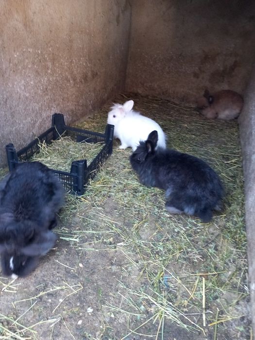 Vând iepuri cap de leu