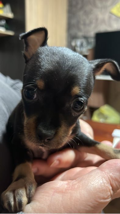 продаю щенков костанай