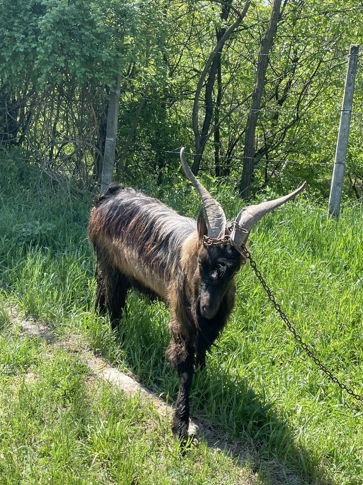 Țap Alpin Francez varsta 2 ani de zile
