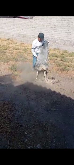 Qochqor zor cotiladi