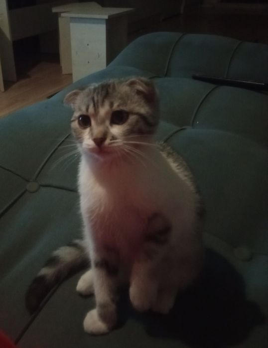 шотландская вислоухая кошка