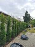 Gard Verde din Leylandii – Plante Mari, Montate Profesional!