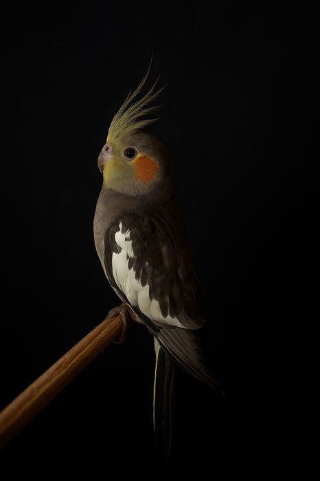 Papugay karela ruchnoy