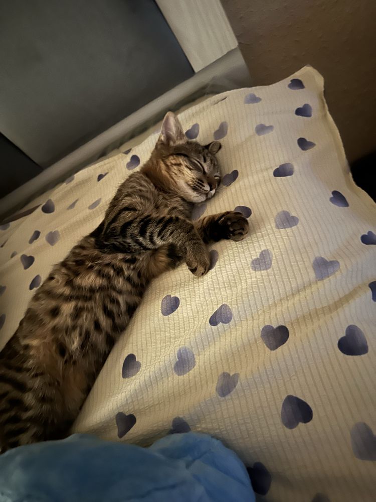 Отдам котенка в хорошие руки