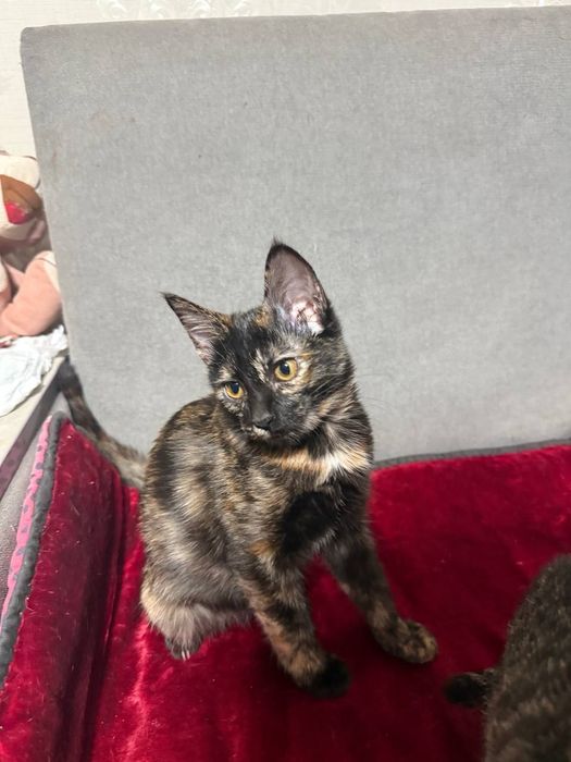 Отдам бесплатно котенка трехцветка