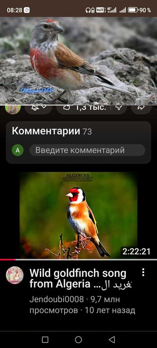 Продам птицу щеглы вьюрки