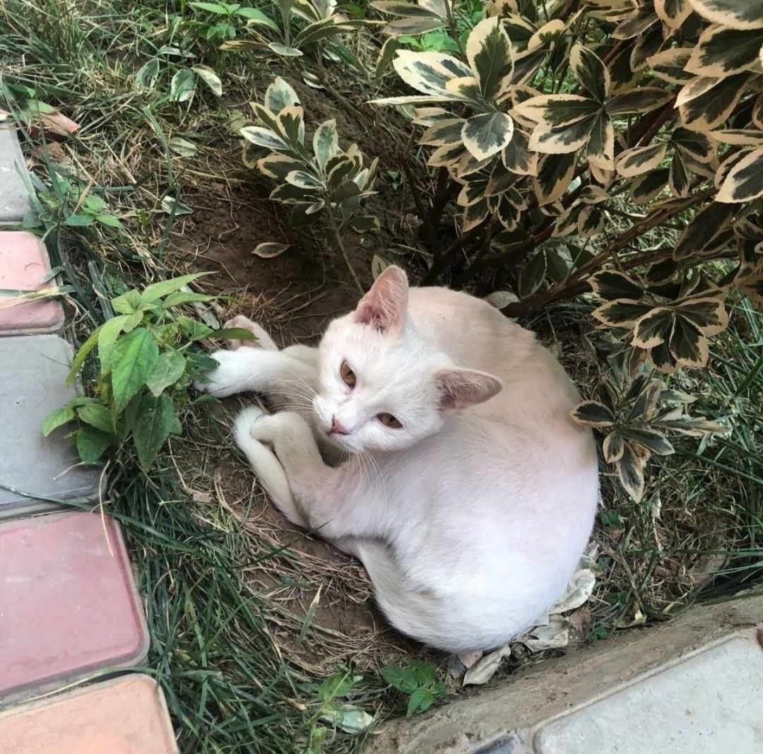 Пристраиваю красивую кошечку