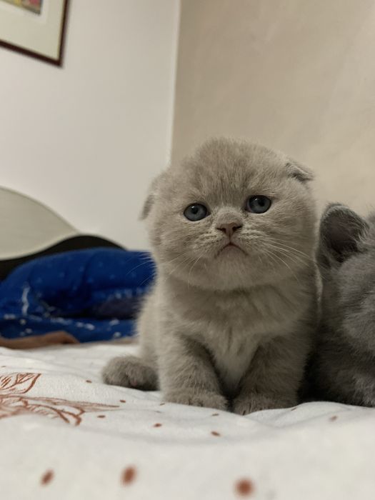 Pisica Scottish Fold