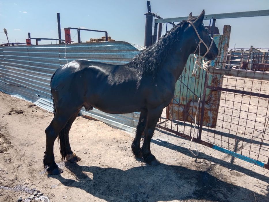 Айғыр, бие, байтал, құлынды бие, ұрғашы тайларға айырбастаймын