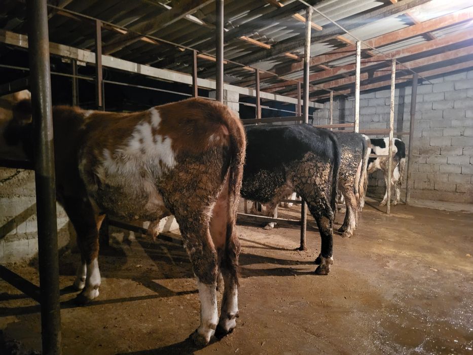 Бұқа Бык сатылады срочно