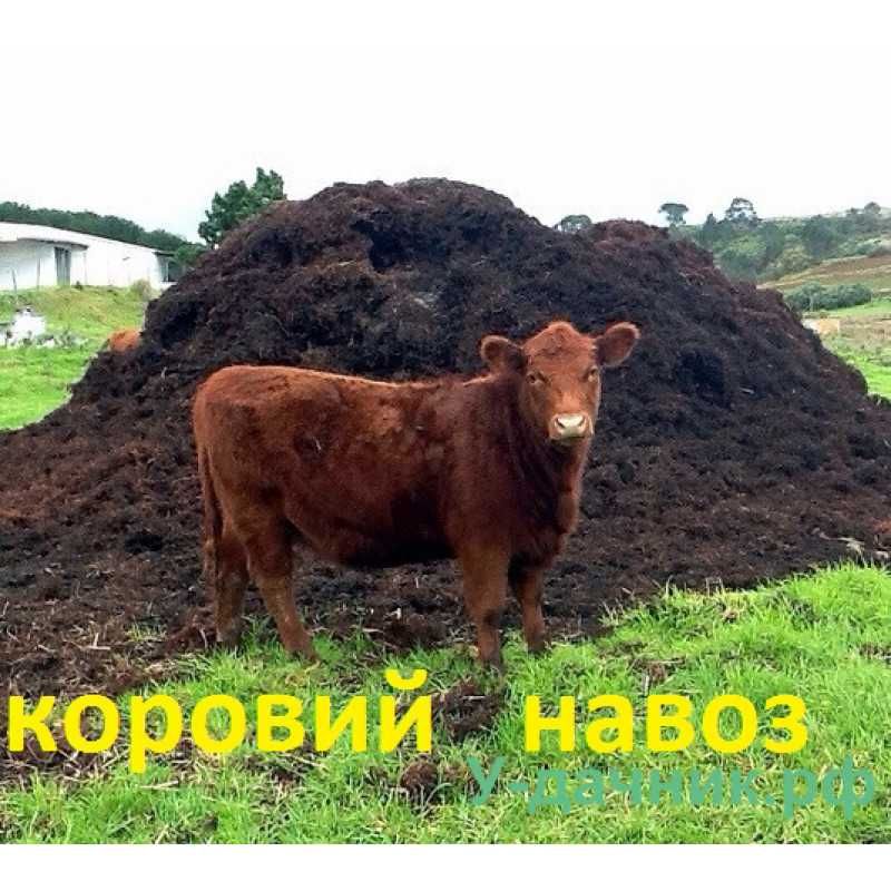 Отличный трёхлетний навоз