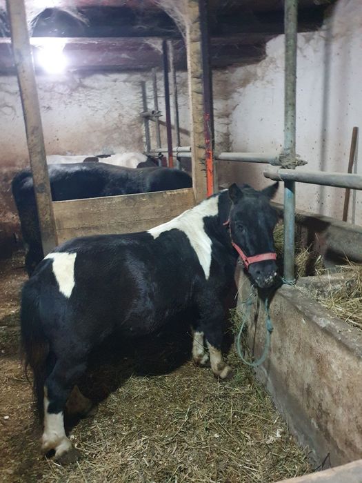 Ponei de vanzare